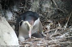 Gelbaugenpinguin (13 von 23).jpg